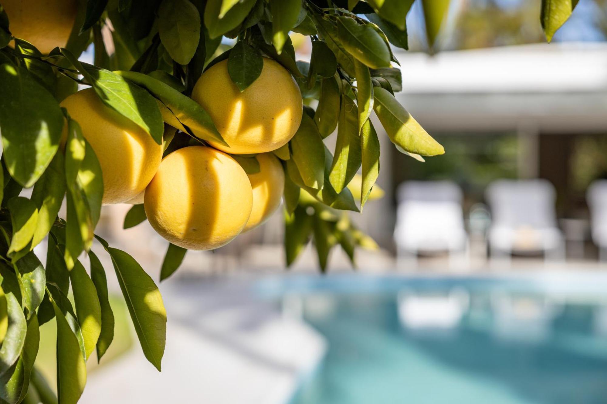 Casa Cactus By Acme House Company Villa Palm Springs Kültér fotó